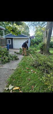 Tree removal and brush removal