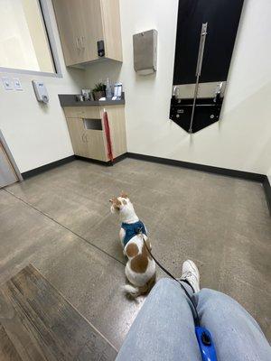 My dog and I patiently waiting in the exam room