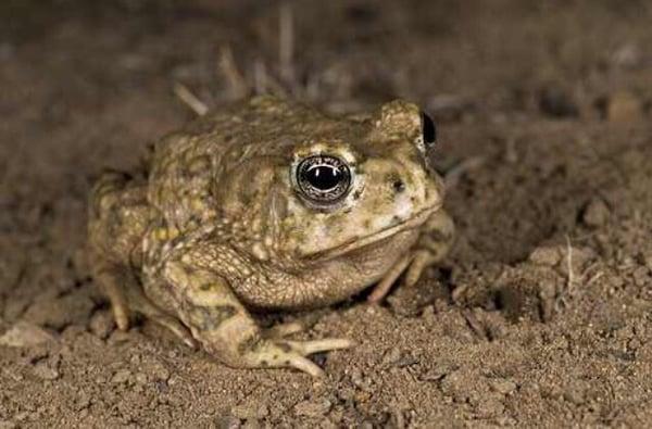 Endangered Arroyo Toad who's babies & home are sucked up & destroyed "several times a year, every year" by Hemet Golf Club.