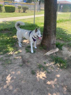 Bella one of our dogs