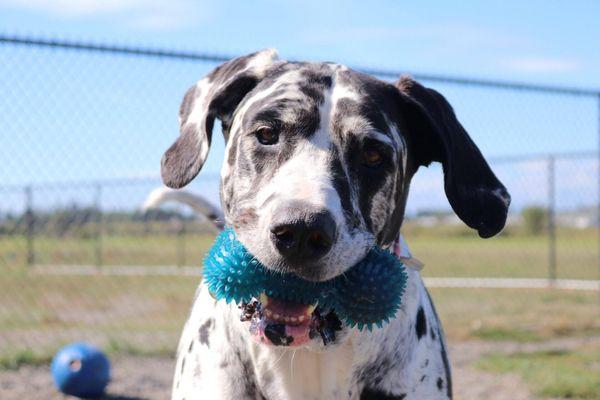 Our dog care specialists spend time with exercising and engaging with dogs who come here for daycare or overnight dog boarding.