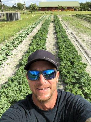 Green Kale about to be harvested by Farmer Brock