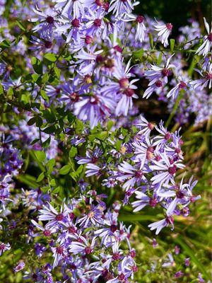 Blue Wood Aster