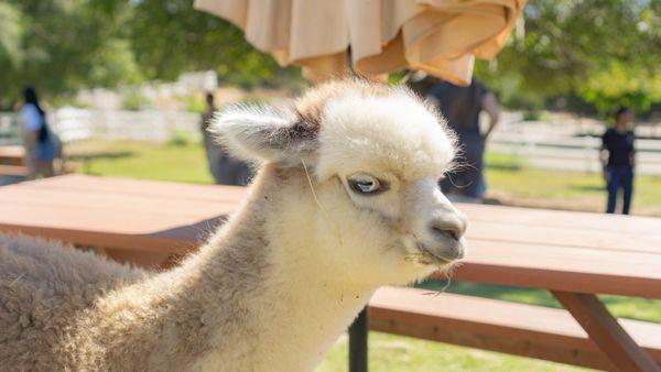 Baby alpaca