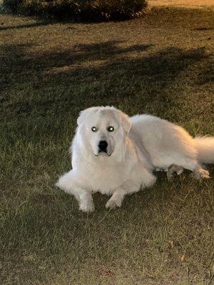 Lincoln ( 2 yr old Great Pyrenees)