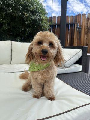 Our happy dog after his grooming.