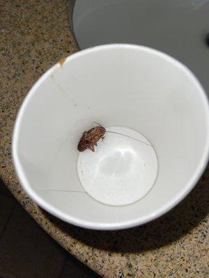 Cockroach