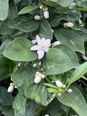 Orange blossoms