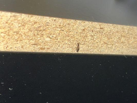 Roach in back of wooden furniture