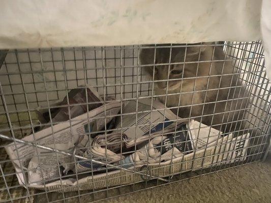 Here is the trapping cage I was provided along with newspapers and a cloth that they also provided!