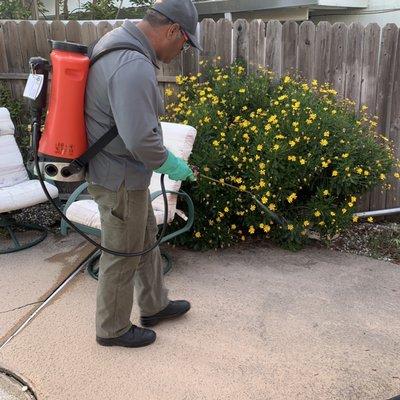 It's important to treat around the perimeter of the yard to flush out ants, spiders, and other pests.