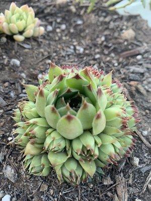 Hen and chicks