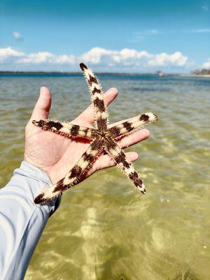 Leopard Starfish