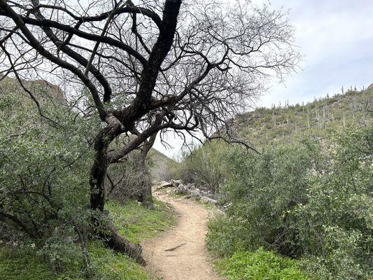 Seven Falls Trail