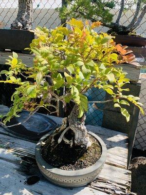 Bonsai tree