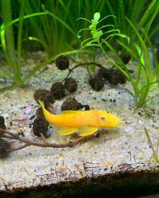 - Small size (3-5 inches) - Gentle nature, perfect for community tanks