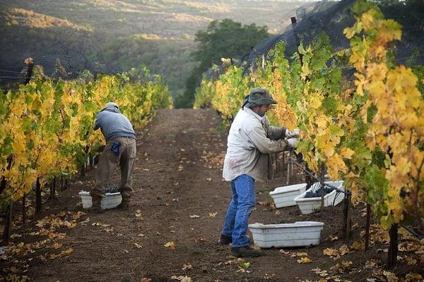 All Jarvis wines are produced from estate grown grapes that are carefully tended by hand.