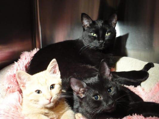 Meet our feline blood donors.  Grendle, Penny and Sheldon a.k.a. Orange juice and chocolate milk.