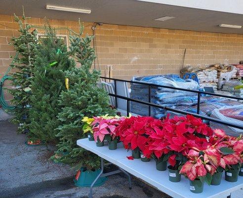 Trees and poinsettias at Pittsburg Ace 12 21