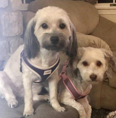 Coco and Zora, 2 yr old Havanese sisters in PA