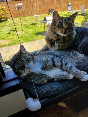 Chinook (right) with his best friend, Harry.