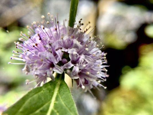 lavender colored wild mint / mentha arvensis