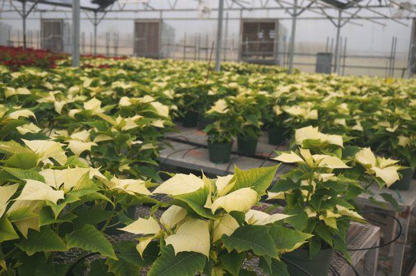 White Poinsettias