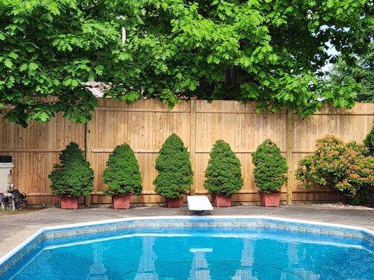 8 ft. Tongue and groove privacy fence behind pool