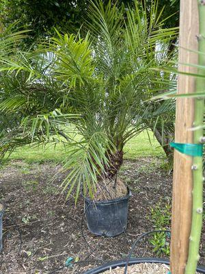 Pigmy palm