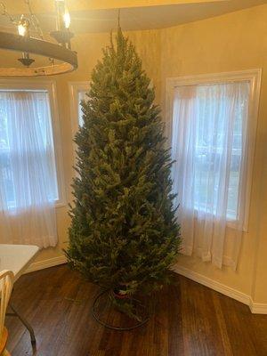 7-8 ft balsam tree