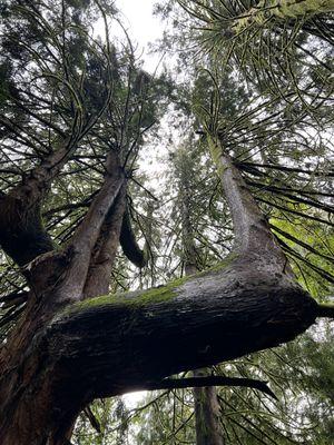 Newell Creek Canyon Nature Park