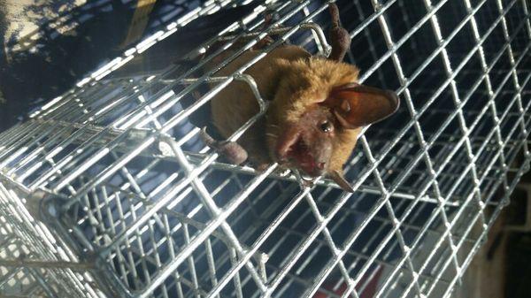 This is a bat we removed from a customers bathroom.  It was hiding in her bath robe!