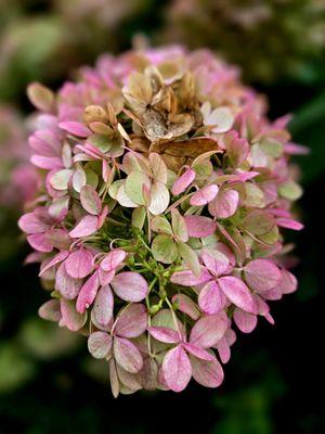 Sun kissed hydrangea