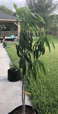 Stuart Place Nursery & Garden Center