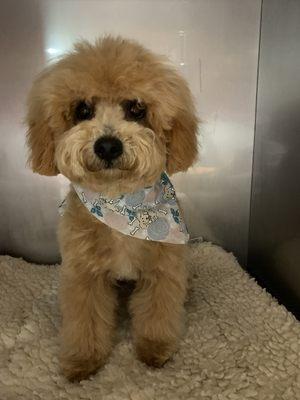 5 month old toy-poodle Bailey got a teddy bear cut.