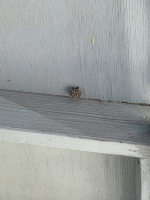 Wasp nest