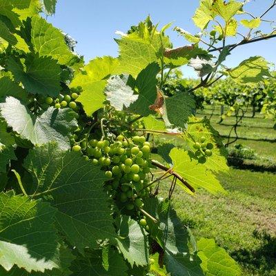 Grapes growing