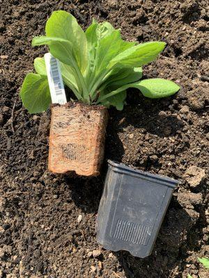 So root bound you can see the indentations of the container!