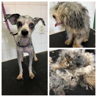 Makeover very matted dogs with dreadlocks