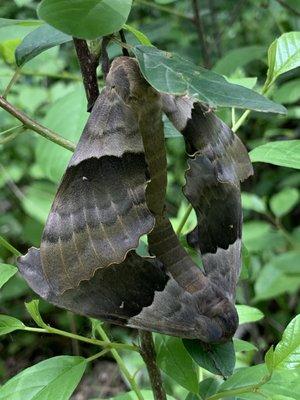 Modest Sphinx Moths