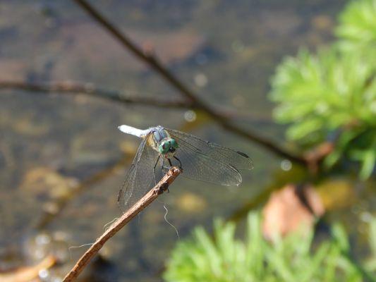 A perched dragonfly.