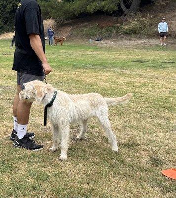 Obedience class for young dogs!