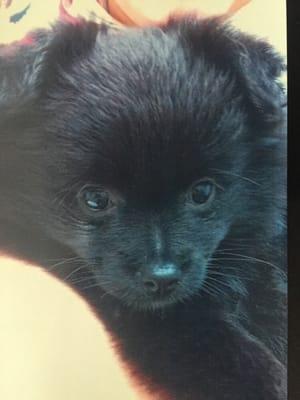 Can you imagine to be afraid of this puppy?! That doctors assistant was.