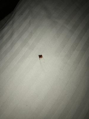 Another smashed bed bug.