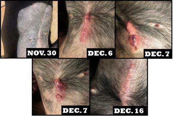 Nov 28-30 - 10 days after spay surgery looks perfect!
 Dec 6-7 - Growing more red, hot and pus oozing. Finally picked up RX on Dec 8.