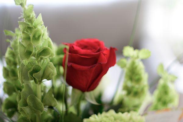 A single red rose in my St. Patty's day flower arrangement. For mom....in heaven