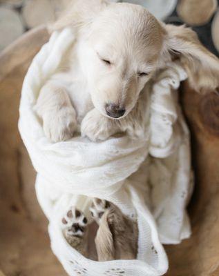 Newborn Pup Swaddled