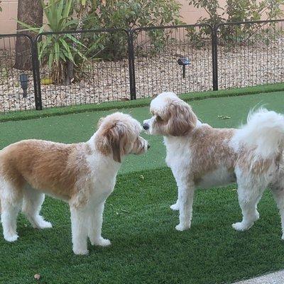 Lady Aussie and Sir Bentley discussing their training with Mark. They love him.