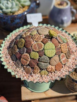 Beautiful lithops arrangement