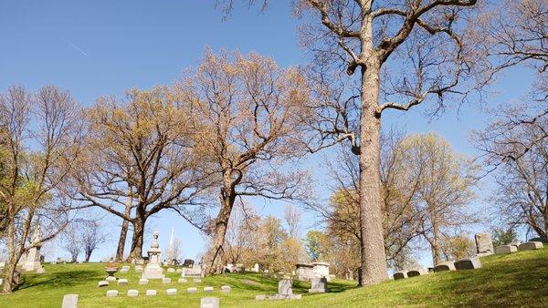 Forest Lawn